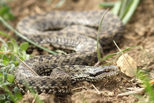 female meadow viper in natural habitat