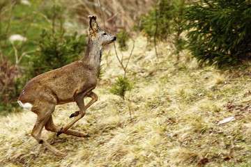 roe deer running