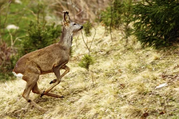 Acrylic prints Roe roe deer running