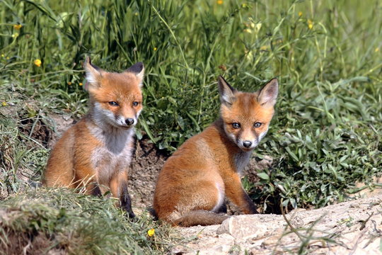 red fox cubs resting near the burrow