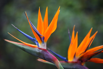 Fototapeta na wymiar bird of paradise flower