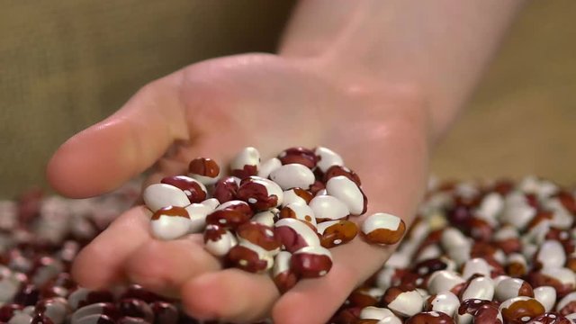 Woman taking handful of organic beans, legumes for healthy diet, food product
