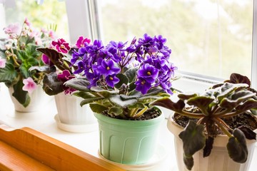 Beautiful violet in a pot on the windowsill