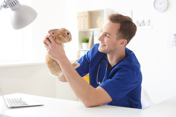 Fototapeta premium Experienced young vet examining health of animal
