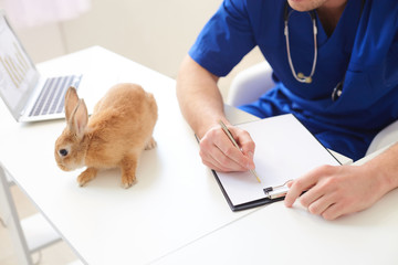 Naklejka premium Professional male veterinarian is doing paperwork