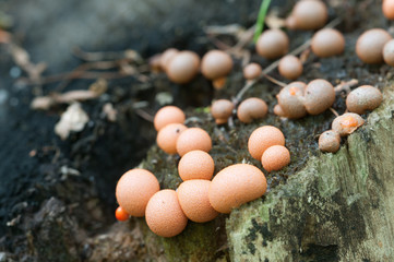 Lycogala epidendrum