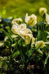 garden flowers