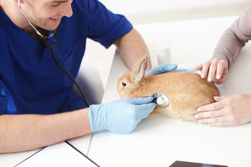 Cheerful male veterinarian is examining small pet