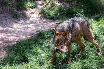 Adult male iberian wolf - 111862484