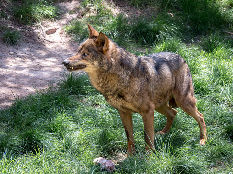 Adult male iberian wolf