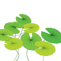 lotus  leaves, vector illustration