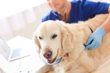Skillful male vet is doing examination of puppy