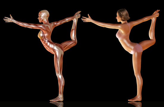 3d render of woman body with muscle anatomy doing yoga