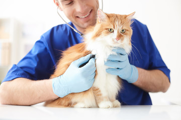 Attractive young veterinarian is examining animal health