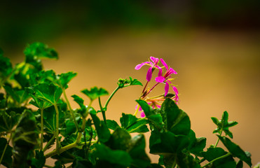 Obraz premium amazing spring flowers