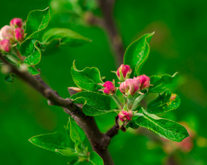 Obraz premium amazing spring flowers