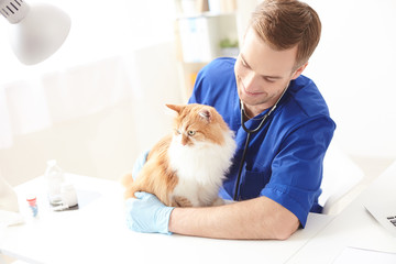 Professional young vet is doing examination of pet