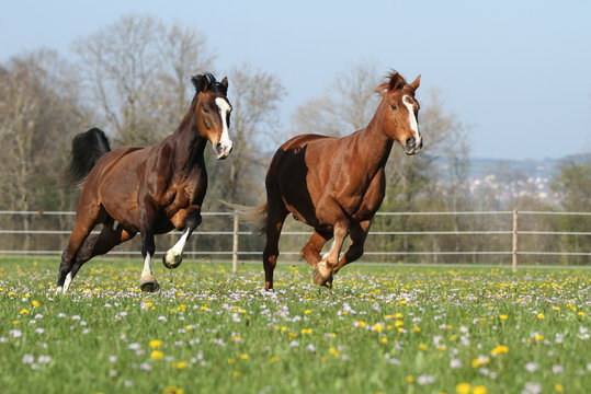 Zwei Pferde im Frühling auf der Koppel