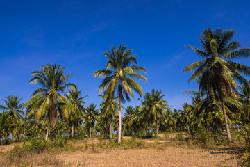 Obraz na płótnie Canvas Coconut palm plantation with rural road