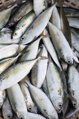 Obraz premium fresh fish in market
