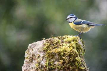 BlueTit bird