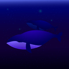 Two whales swimming in the ocean. the biggest fishes whales swimming under water