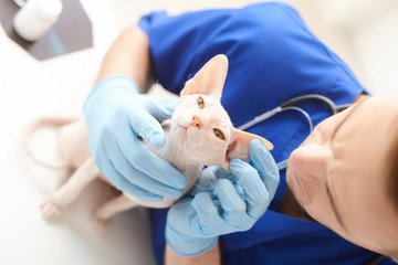 Professional young veterinarian is examining a pet