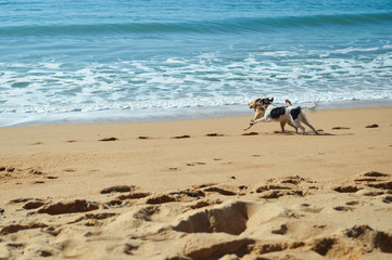 Picture of dogs on the beach at sunset background outdoors 