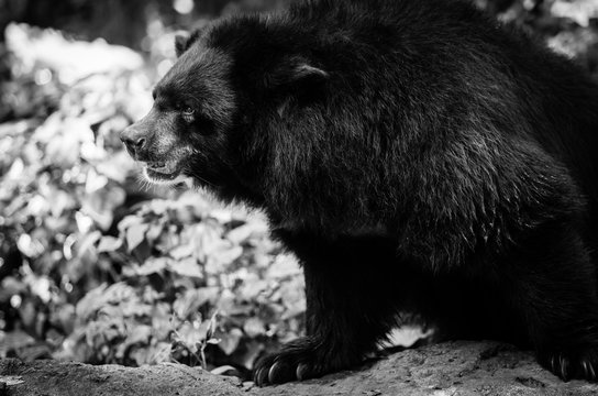 black bear in the nature with dark tone