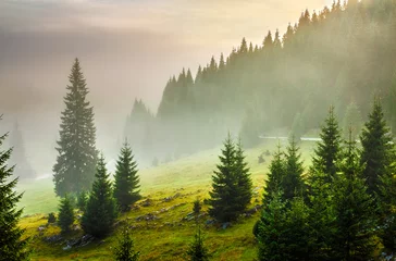 Fotobehang fir trees on meadow between hillsides in fog before sunrise © Pellinni