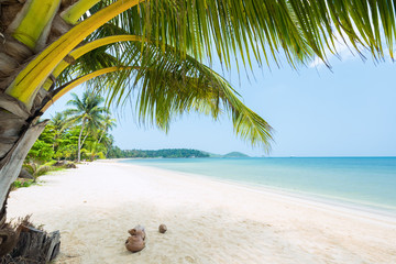 Beautiful Exotic beach with coconut palm