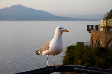 Un gabbiano in Penisola Sorrentina - Vesuvio sullo sfondo