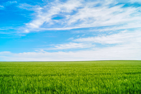 Weizen Feld im Sonnenlicht mit blauen Himmel