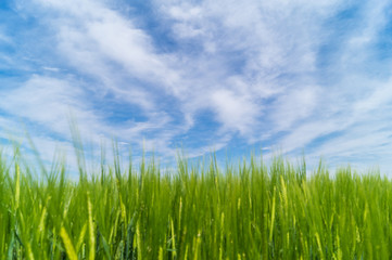 Fototapeta na wymiar Weizenfeld mit schöner Wolkenstimmung und blauen Himmel 