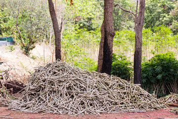 Pile of cassava trees on background. Prepared for planting