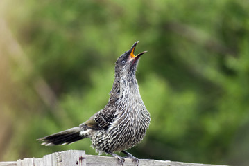australian little wattlebird on a fence singing