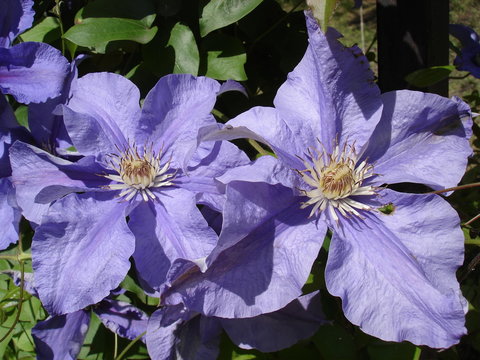 Fototapeta Clematis 'Kamila' purple flowers