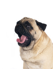 Obraz premium Pug sandy color portrait isolated on white