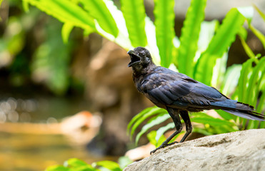 crow in the nature