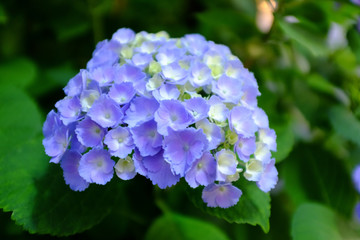 梅雨の季節の花-紫陽花