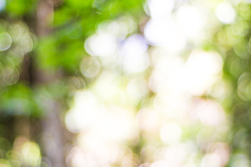 Blurred green leaves on the green backgrounds