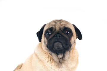 Obraz premium Pug sandy color portrait isolated on white