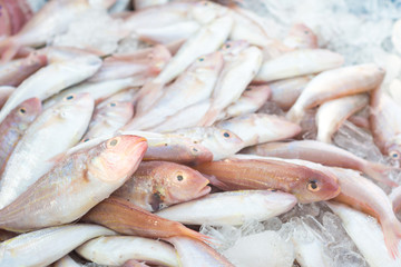Many of fresh fishes on a market