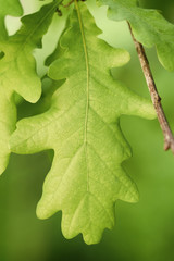 young oak leaves in spring sunny day, shallow focus