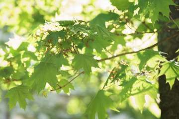 Fototapeta na wymiar green maple tree leaves in sun light, summer sunny day
