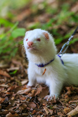 Ferret with a pet collar on a leash in the forest