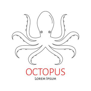 Octopus vector flat line illustration isolated. Seafood line icon.