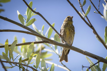 Small female sparrow sitting and singing on a branch in an olive