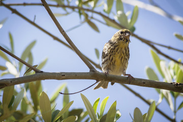 Small female sparrow sitting and singing on a branch in an olive
