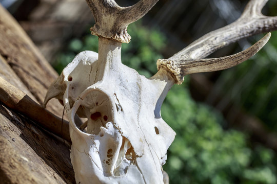 Detail of deer skull with antlers over wooden surface and green background